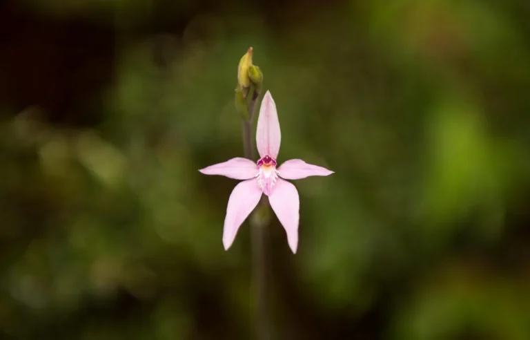 Orchid