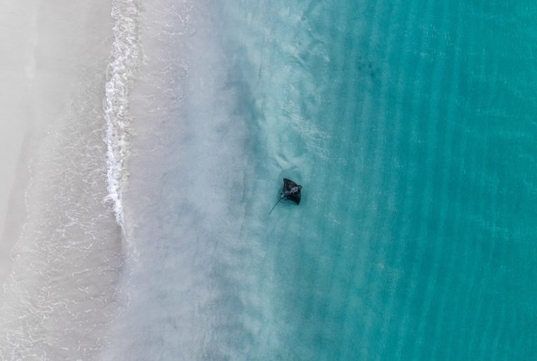 Stingrays Hamelin Bay