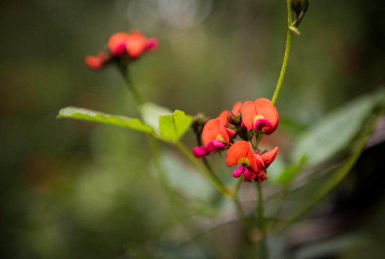 Wildflowers